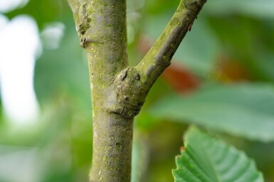 Castanea sativa cépée 250-300