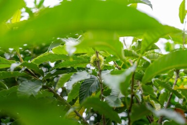 Castanea sativa cépée 250-300