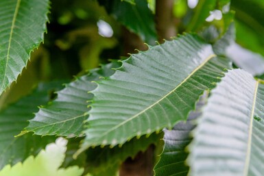 Castanea sativa cépée 250-300