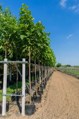 Catalpa bignonioides haute-tige