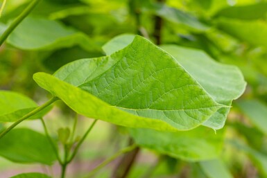 Catalpa bignonioides haute-tige 10/12