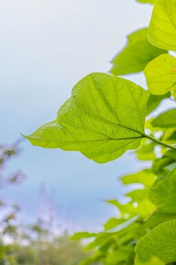 Catalpa bignonioides haute-tige 10/12