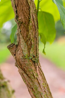 Catalpa bignonioides haute-tige 10/12