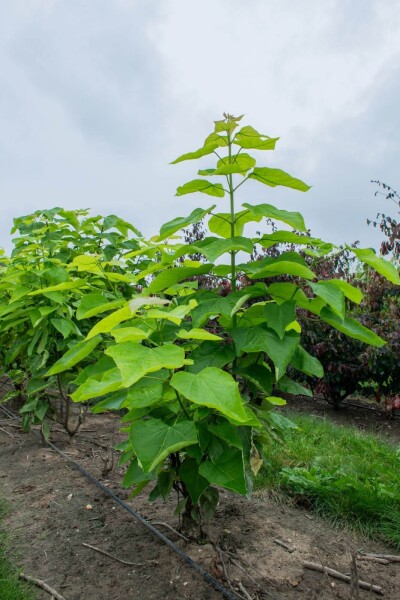 Catalpa bignonioides cépée 200-250