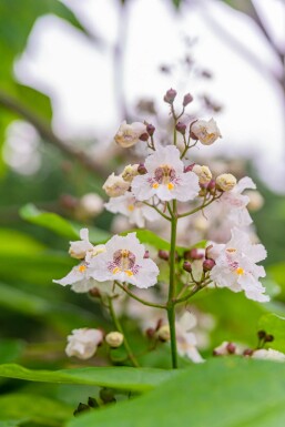 Catalpa bignonioides cépée 200-250