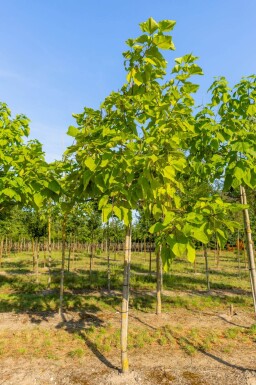 Catalpa bignonioides 'Aurea' haute-tige