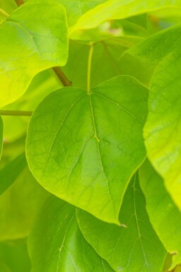 Catalpa bignonioides 'Aurea' haute-tige