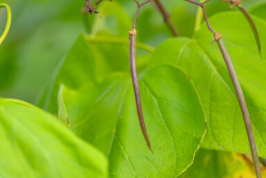 Catalpa bignonioides 'Aurea' haute-tige 6/8 200cm tronc