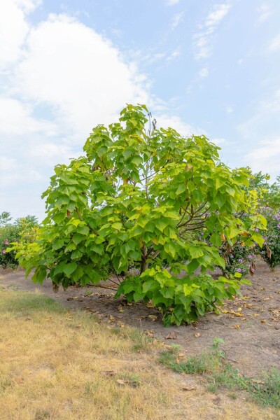 Catalpa bignonioides 'Aurea' cépée 200-250