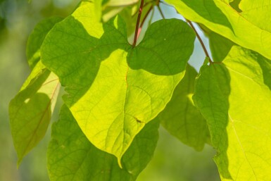 Catalpa bignonioides 'Aurea' cépée 200-250