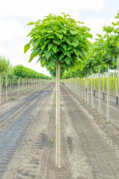 Catalpa bignonioides 'Nana' haute-tige 10/12 225cm tronc