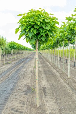 Catalpa bignonioides 'Nana' haute-tige 10/12 225cm tronc