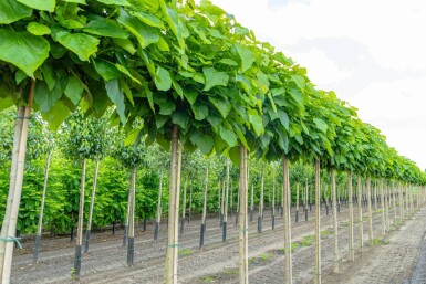 Catalpa bignonioides 'Nana' haute-tige 10/12 225cm tronc