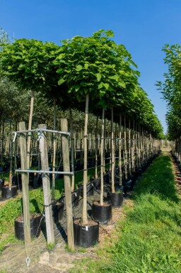 Catalpa bignonioides 'Nana' demi-tige 14/16 120cm tronc