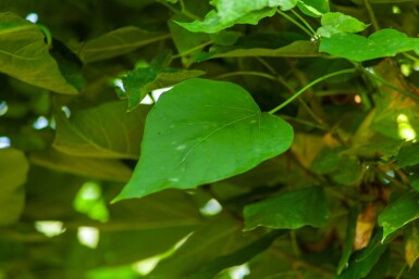 Catalpa bignonioides 'Nana' demi-tige 14/16 120cm tronc