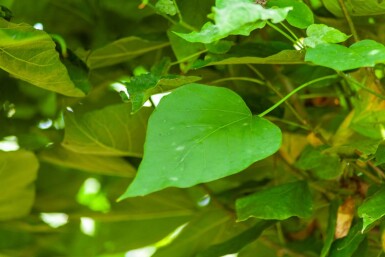 Catalpa bignonioides 'Nana' demi-tige 14/16 120cm tronc