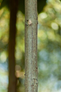 Catalpa bignonioides 'Nana' demi-tige 14/16 120cm tronc