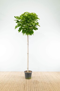 Catalpa bignonioides 'Nana' demi-tige 14/16 120cm tronc