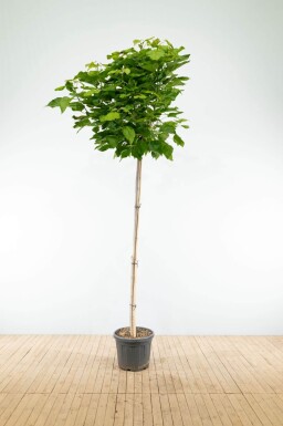 Catalpa bignonioides 'Nana' demi-tige 14/16 120cm tronc