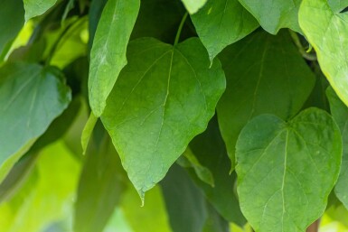 Catalpa bignonioides 'Nana' demi-tige 14/16 120cm tronc