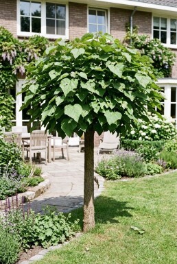 Catalpa bignonioides 'Nana' demi-tige 8/10 150cm tronc