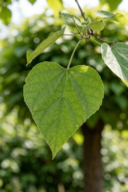 Catalpa bignonioides 'Nana' demi-tige 8/10 150cm tronc