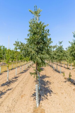 Celtis australis haute-tige 14/16