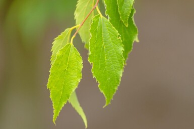 Celtis australis haute-tige 14/16