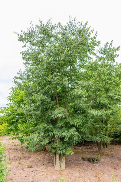 Celtis australis cépée 200-250