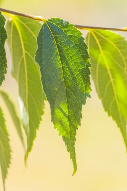 Celtis australis cépée 200-250