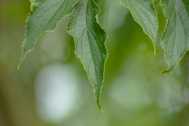 Celtis australis cépée 200-250