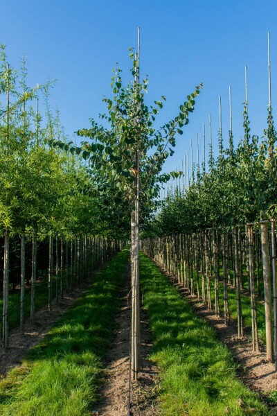 Cercidiphyllum japonicum haute-tige 8/10