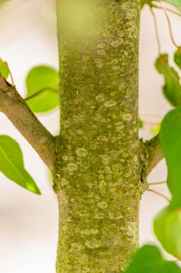 Cercidiphyllum japonicum haute-tige 8/10