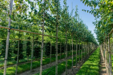 Cercidiphyllum japonicum haute-tige 8/10