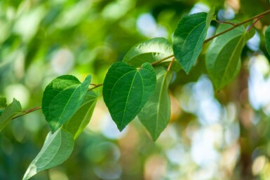 Cercidiphyllum japonicum haute-tige 8/10