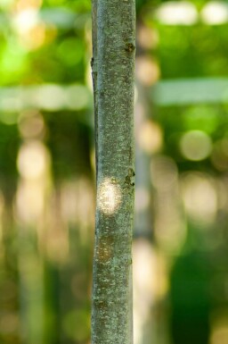 Cercidiphyllum japonicum haute-tige 8/10
