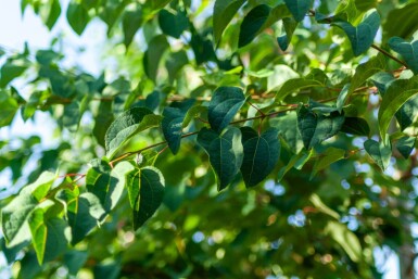 Cercidiphyllum japonicum haute-tige 8/10