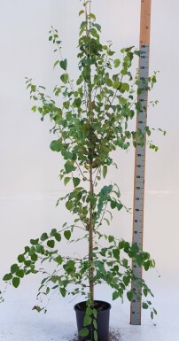 Cercidiphyllum japonicum baliveau 6-8