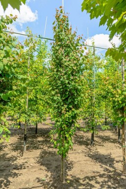 Cercidiphyllum japonicum baliveau 6-8