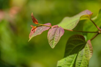 Cercidiphyllum japonicum baliveau 6-8