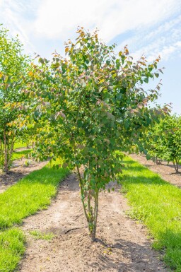 Cercidiphyllum japonicum cépée 200-250