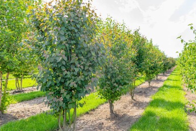 Cercidiphyllum japonicum cépée 200-250