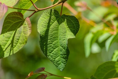 Cercidiphyllum japonicum cépée 200-250