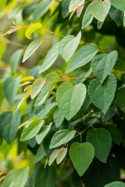 Cercidiphyllum japonicum cépée 200-250