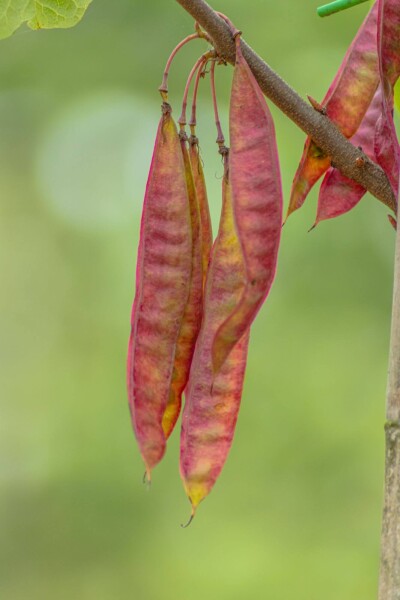 Cercis canadensis haute-tige 10/12