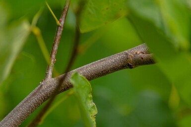 Cercis canadensis haute-tige 10/12