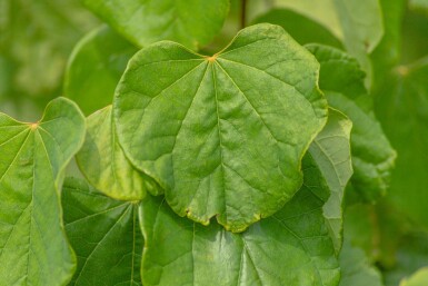 Cercis canadensis haute-tige 10/12