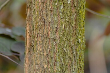 Cercis canadensis cépée 200-250
