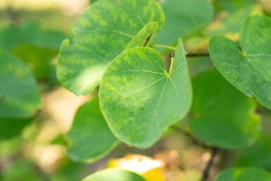 Cercis canadensis cépée 200-250