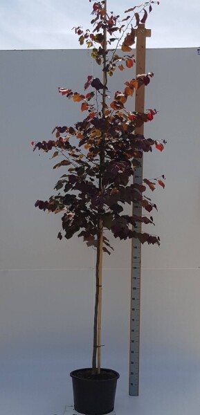 Cercis canadensis 'Forest Pansy' haute-tige 6/8